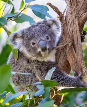 Combo: WILD LIFE Sydney + Madame Tussauds Sydney