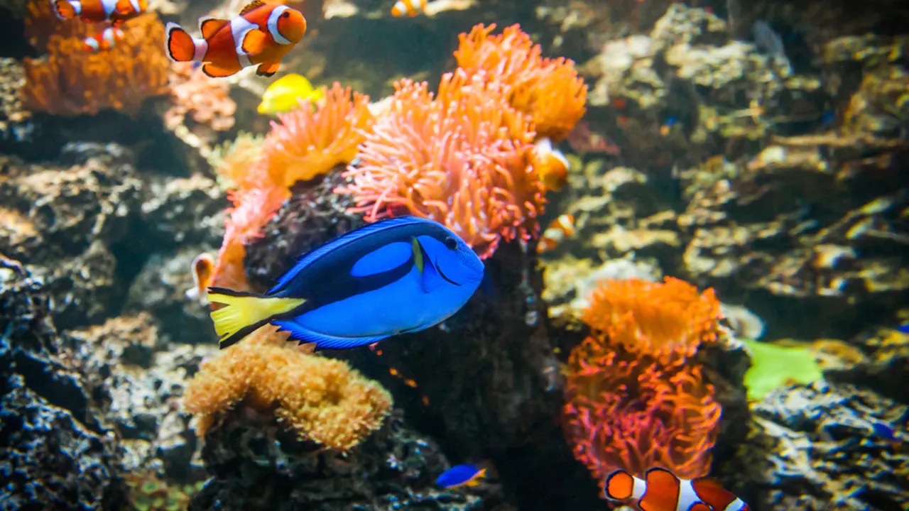 Combo: SEA LIFE Melbourne Aquarium + LEGOLAND Discovery Centre Melbourne Ticket