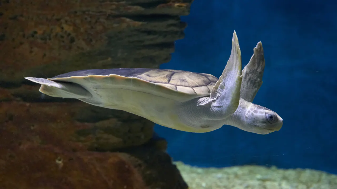 Combo: SEA LIFE Melbourne Aquarium + LEGOLAND Discovery Centre Melbourne Price