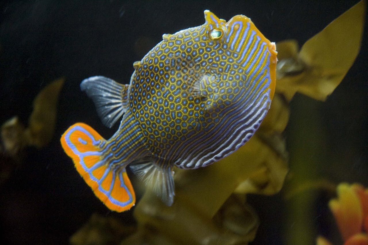Combo: SEA LIFE Melbourne Aquarium + Melbourne Museum Location
