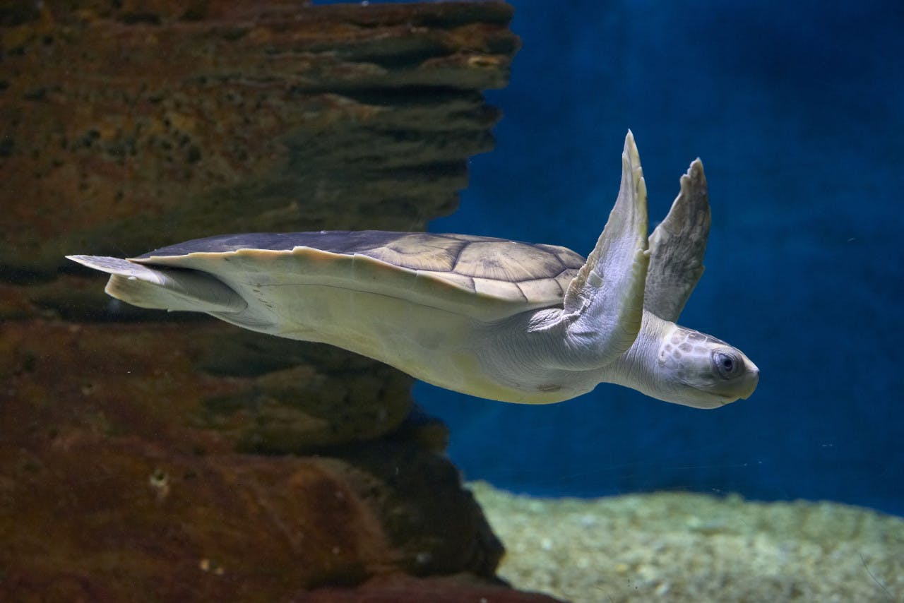 Combo: SEA LIFE Melbourne Aquarium + Melbourne Museum Price