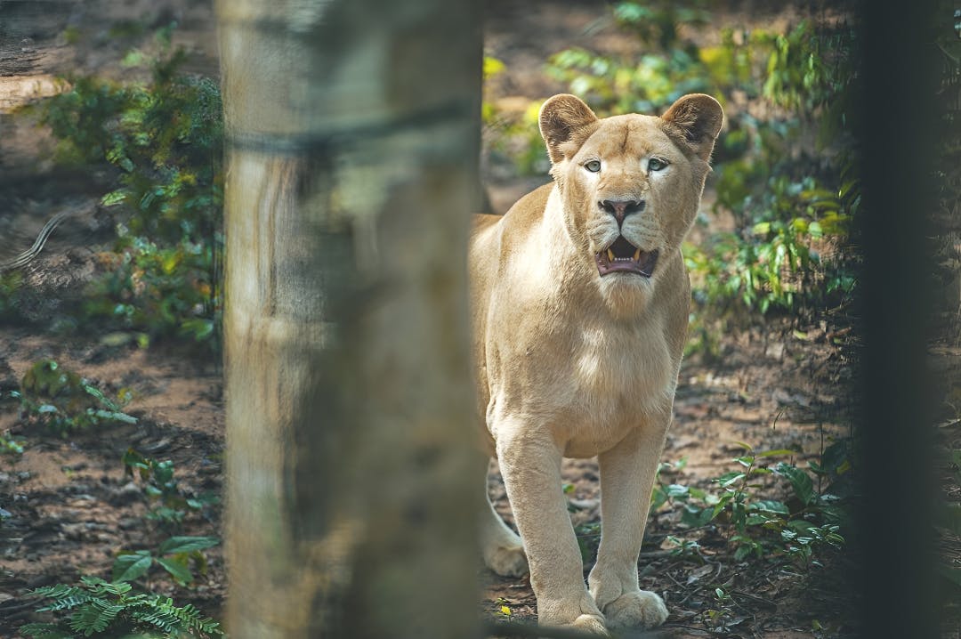 VinWonders Phu Quoc + VinPearl Safari Phu Quoc Combo Ticket Discount