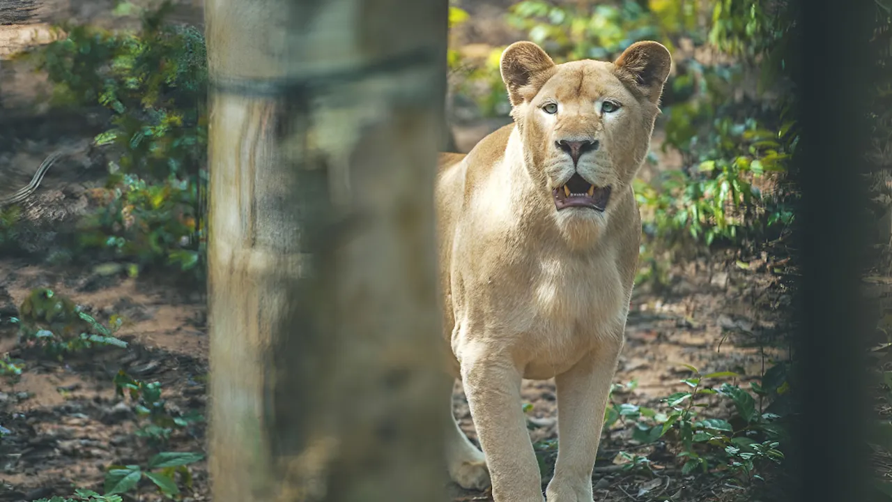 VinWonders Phu Quoc + VinPearl Safari Phu Quoc Combo Ticket Discount