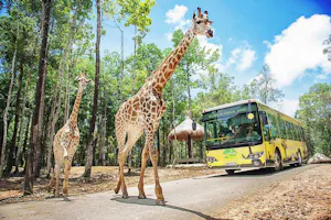 VinPearl Safari Phu Quoc + Teddy Bear Museum Combo Ticket