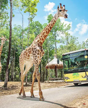 VinPearl Safari Phu Quoc + Teddy Bear Museum Combo Ticket