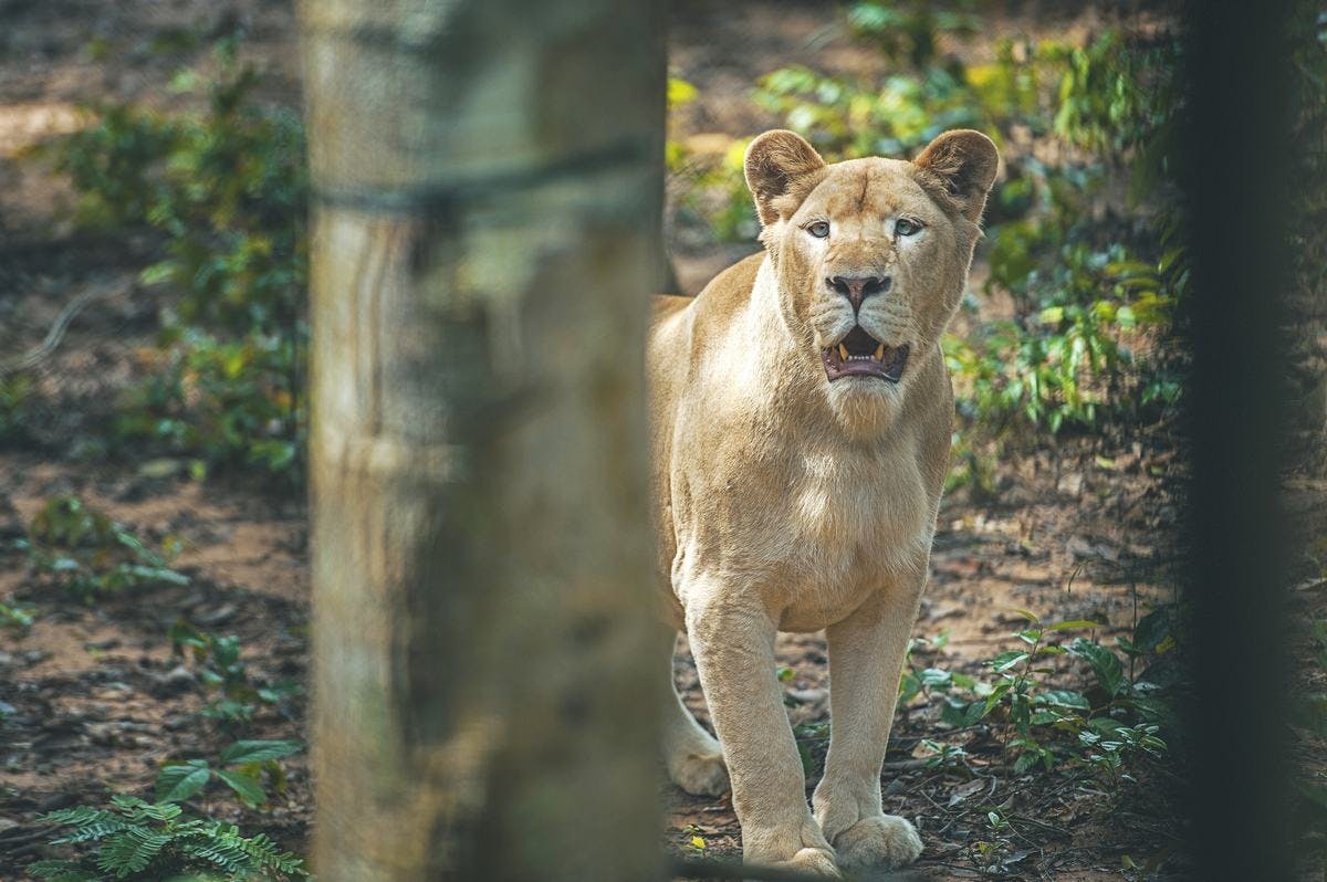 VinPearl Safari Phu Quoc + Teddy Bear Museum Combo Ticket Price