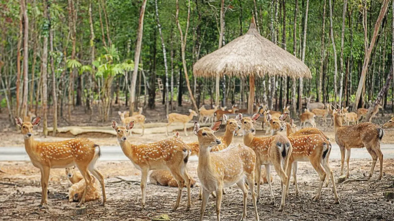 VinPearl Safari Phu Quoc + Teddy Bear Museum Combo Ticket Review