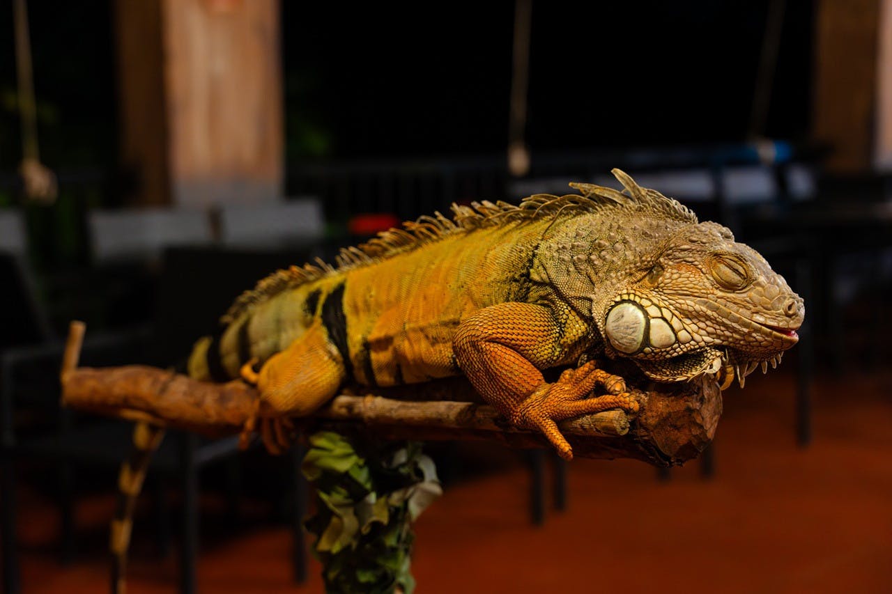 VinPearl Safari Phu Quoc + Teddy Bear Museum Combo Ticket 