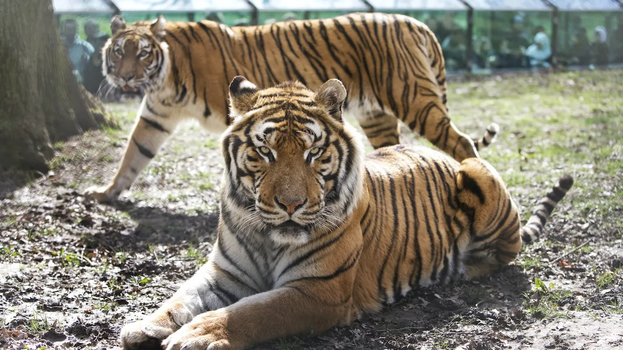 Thoiry ZooSafari: Skip The Line Ticket Thrillark