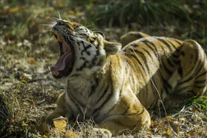 Thoiry ZooSafari: Skip The Line Ticket