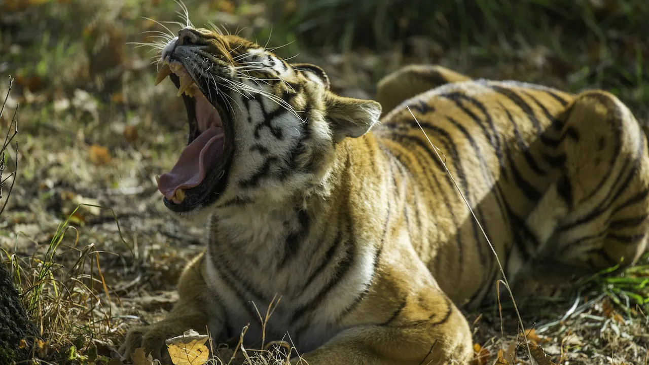 Thoiry ZooSafari: Skip The Line Ticket