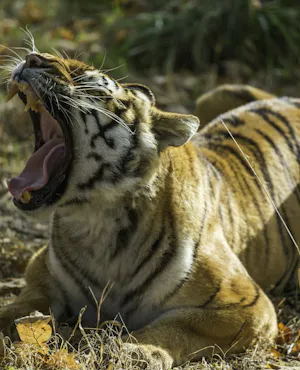 Thoiry ZooSafari: Skip The Line Ticket