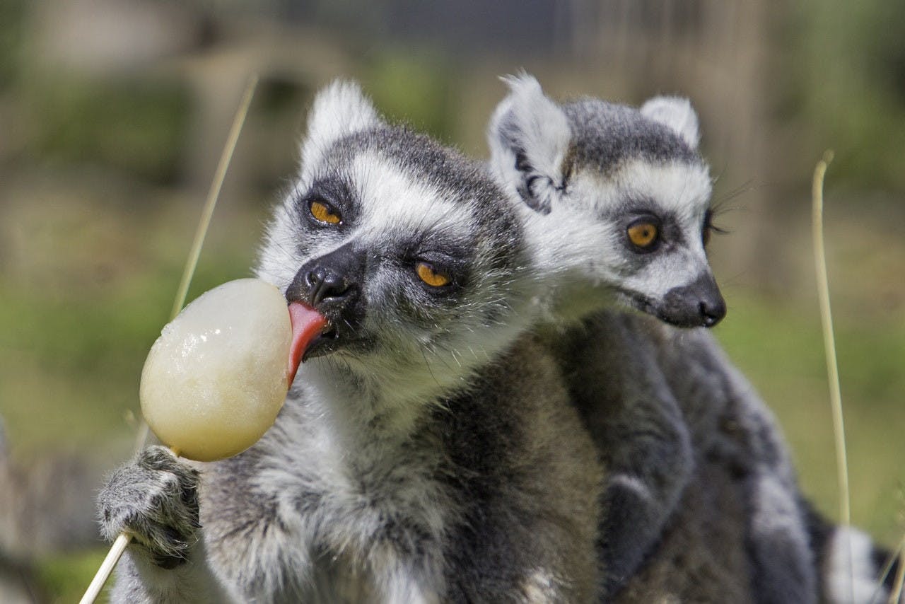 Thoiry ZooSafari: Skip The Line Ticket Discount