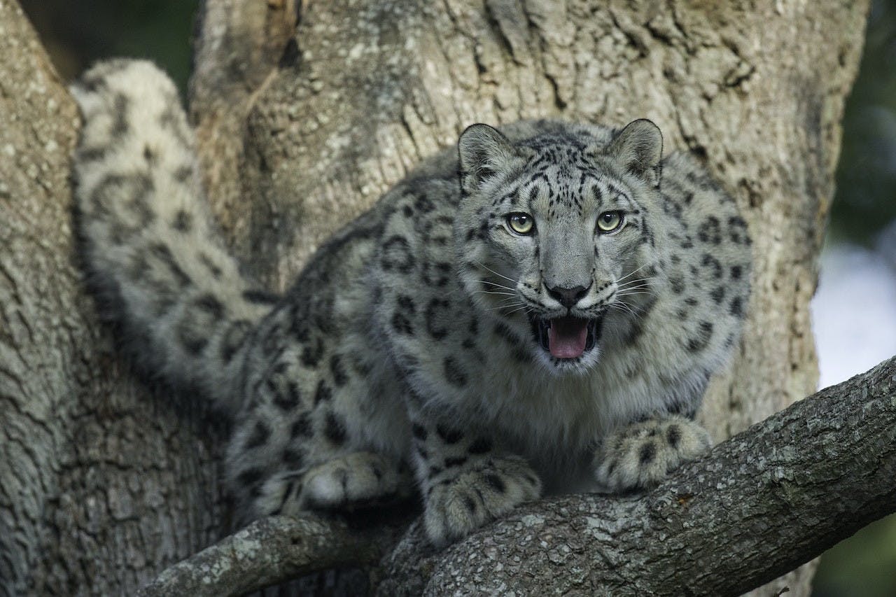 Thoiry ZooSafari: Skip The Line Ticket Ticket