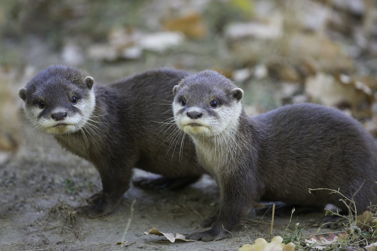 Thoiry ZooSafari: Skip The Line Ticket Location