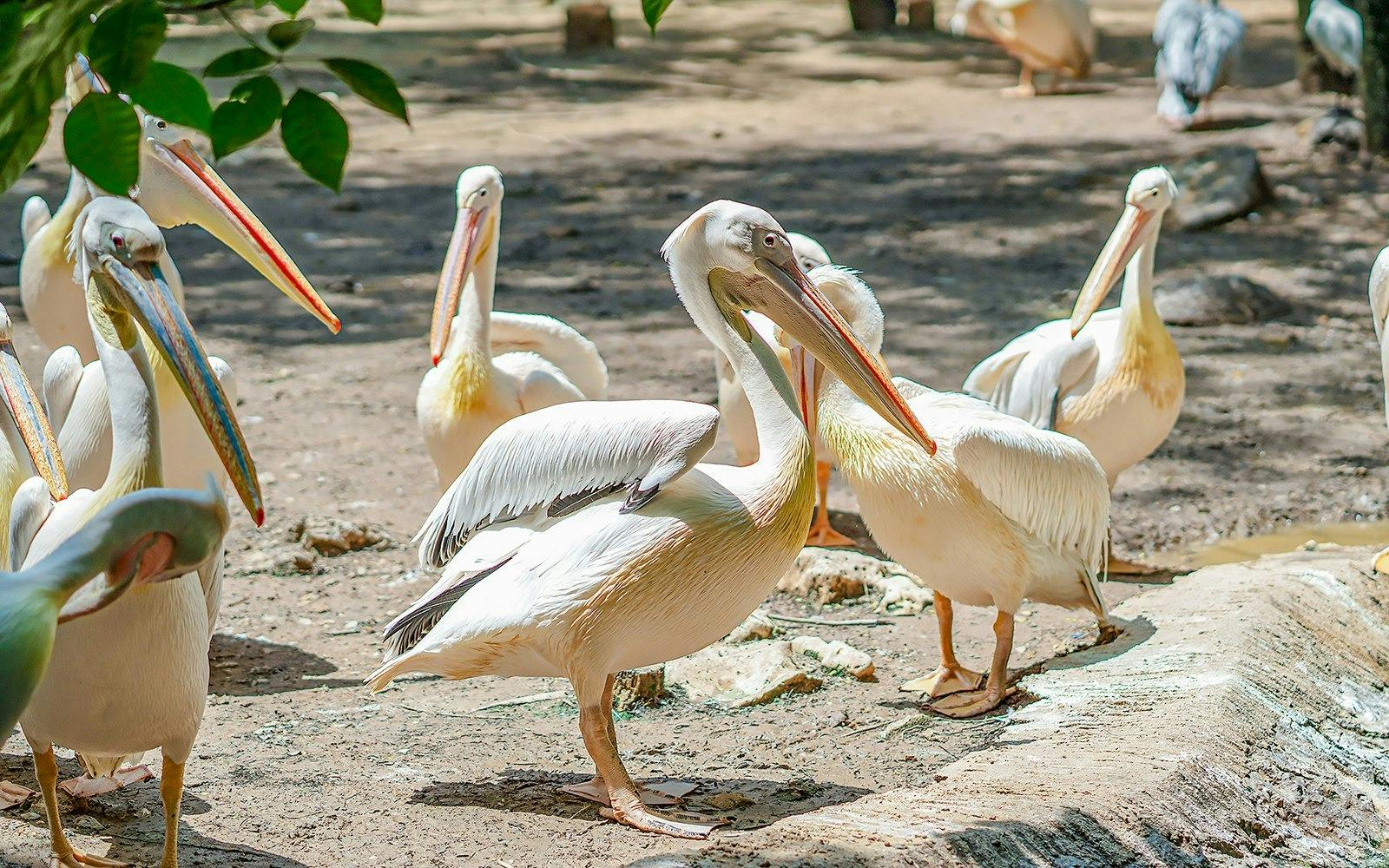 Thoiry ZooSafari: Skip The Line Ticket 