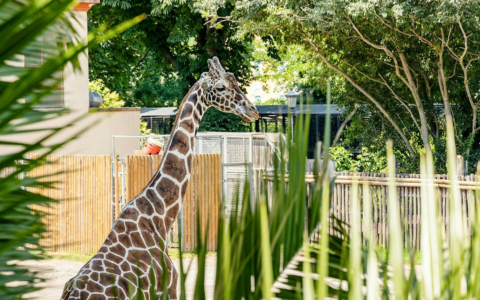 Thoiry ZooSafari: Skip The Line Ticket 