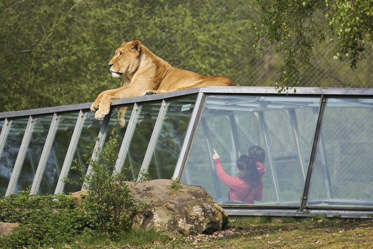 Thoiry ZooSafari: Skip The Line Ticket Category