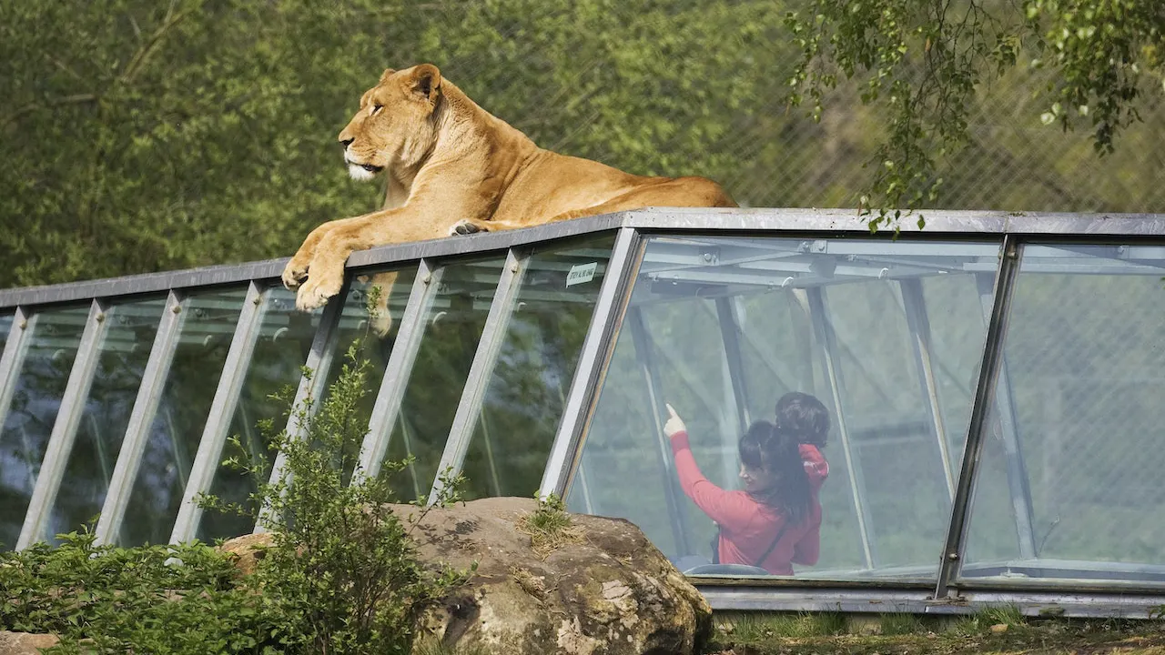 Thoiry ZooSafari: Skip The Line Ticket Category
