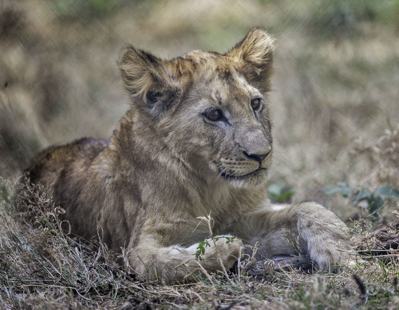 Thoiry ZooSafari: Skip The Line Ticket Price