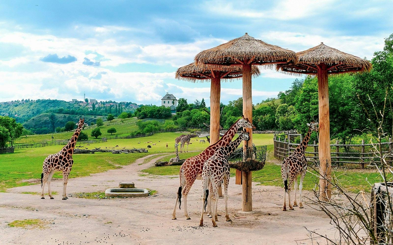Thoiry ZooSafari: Skip The Line Ticket 