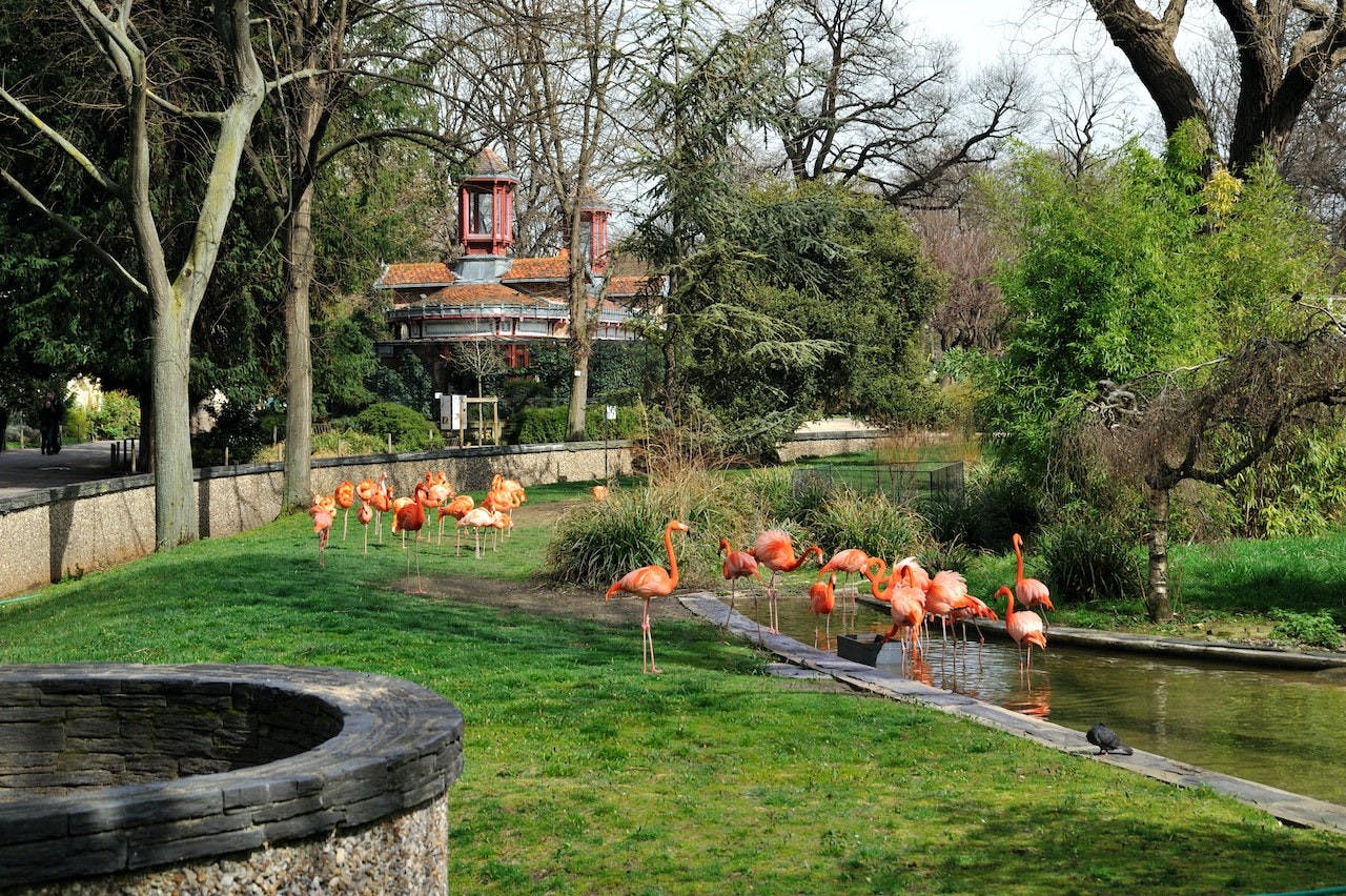 Ménagerie, Zoo of the Jardin des Plantes Discount