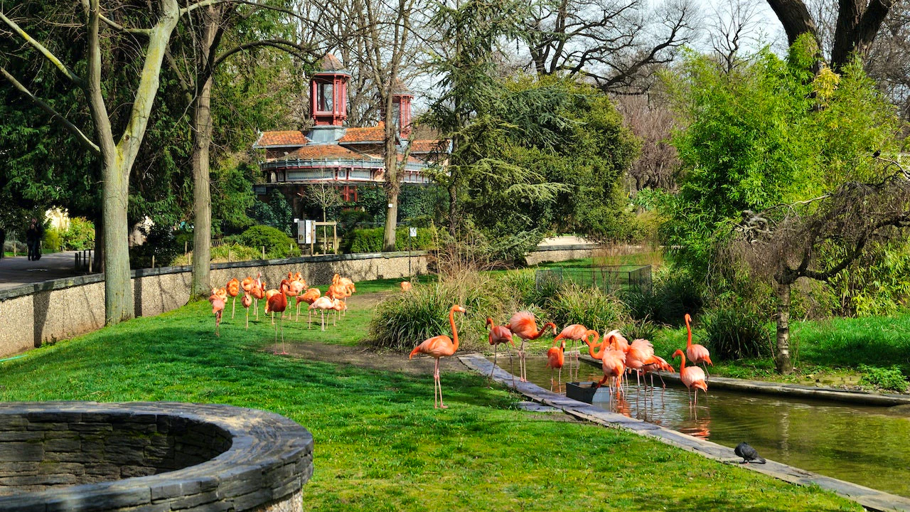 Ménagerie, Zoo of the Jardin des Plantes Discount