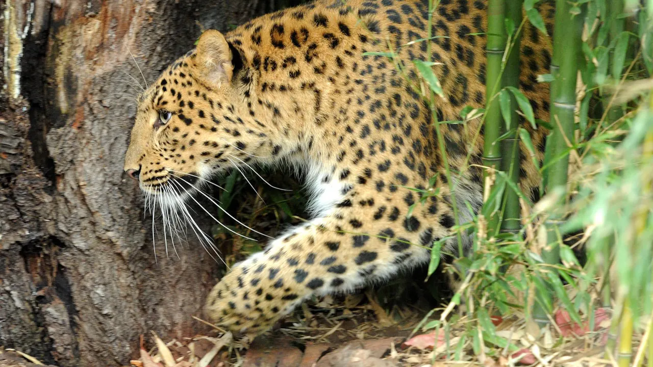 Ménagerie, Zoo of the Jardin des Plantes