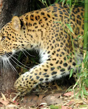 Ménagerie, Zoo of the Jardin des Plantes