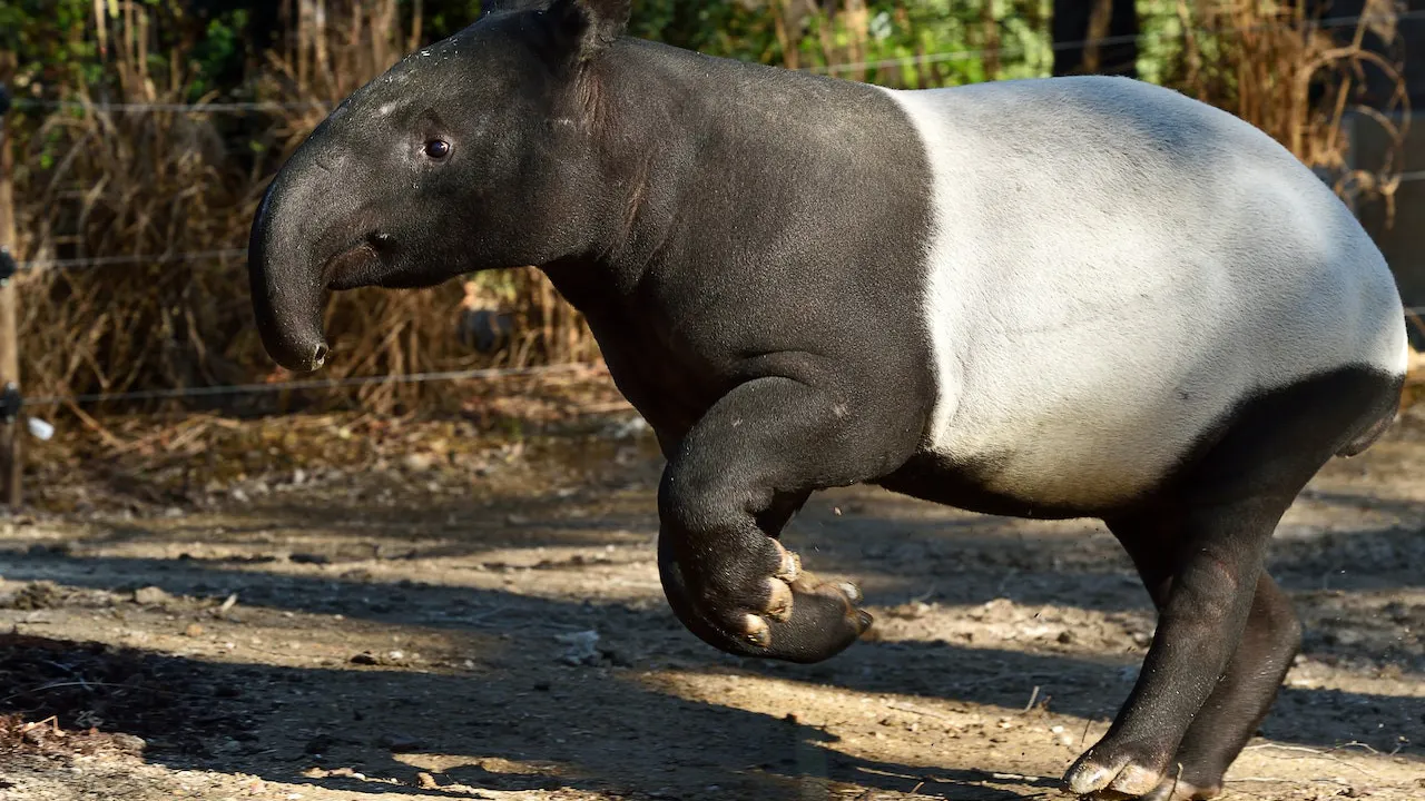 Ménagerie, Zoo of the Jardin des Plantes Ticket