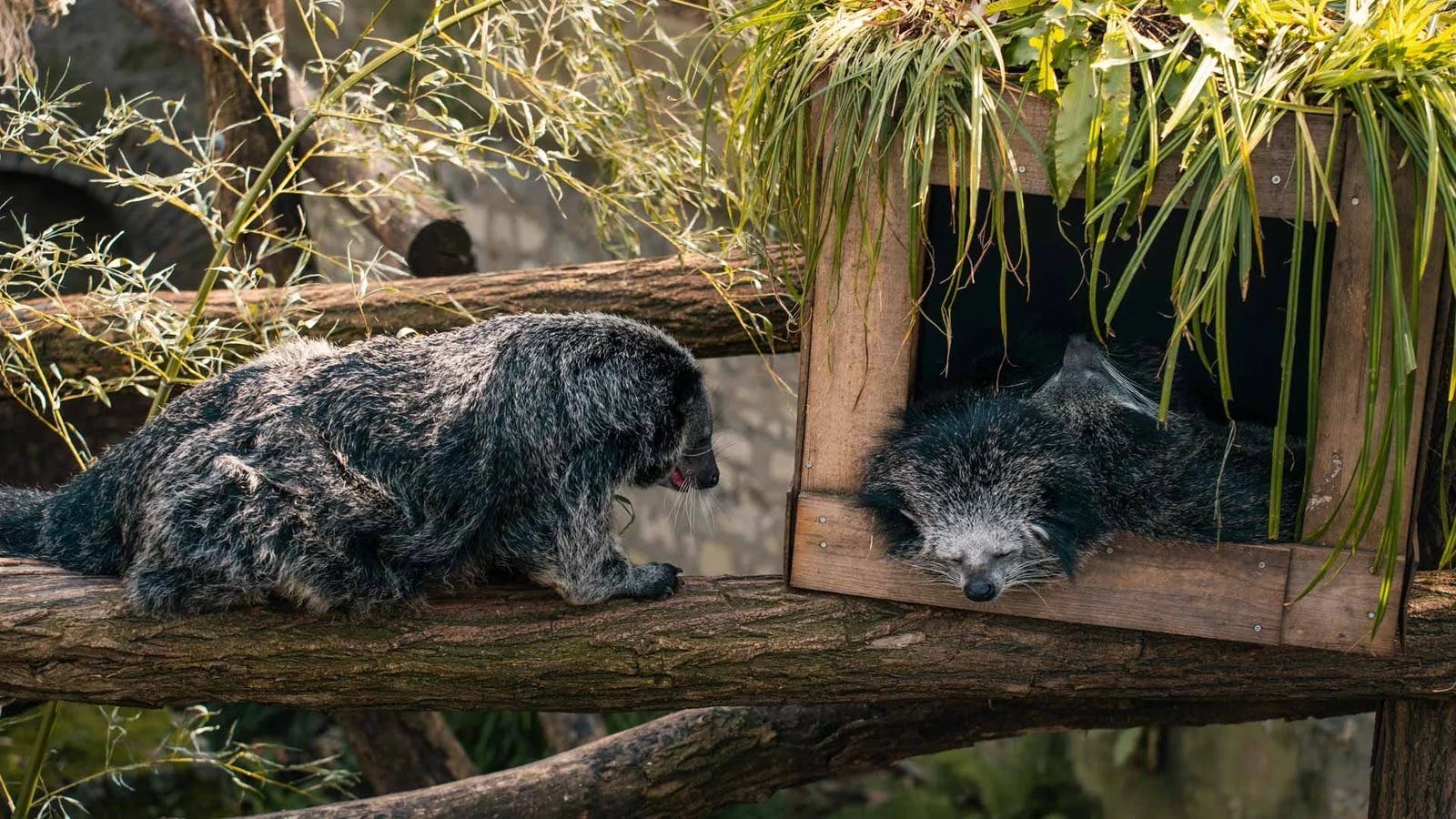 Menagerie, Zoo of the Jardin des Plantes Review