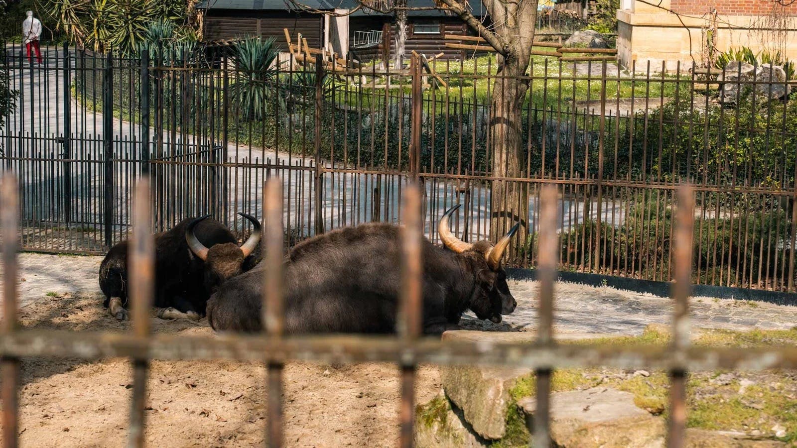 Menagerie, Zoo of the Jardin des Plantes 