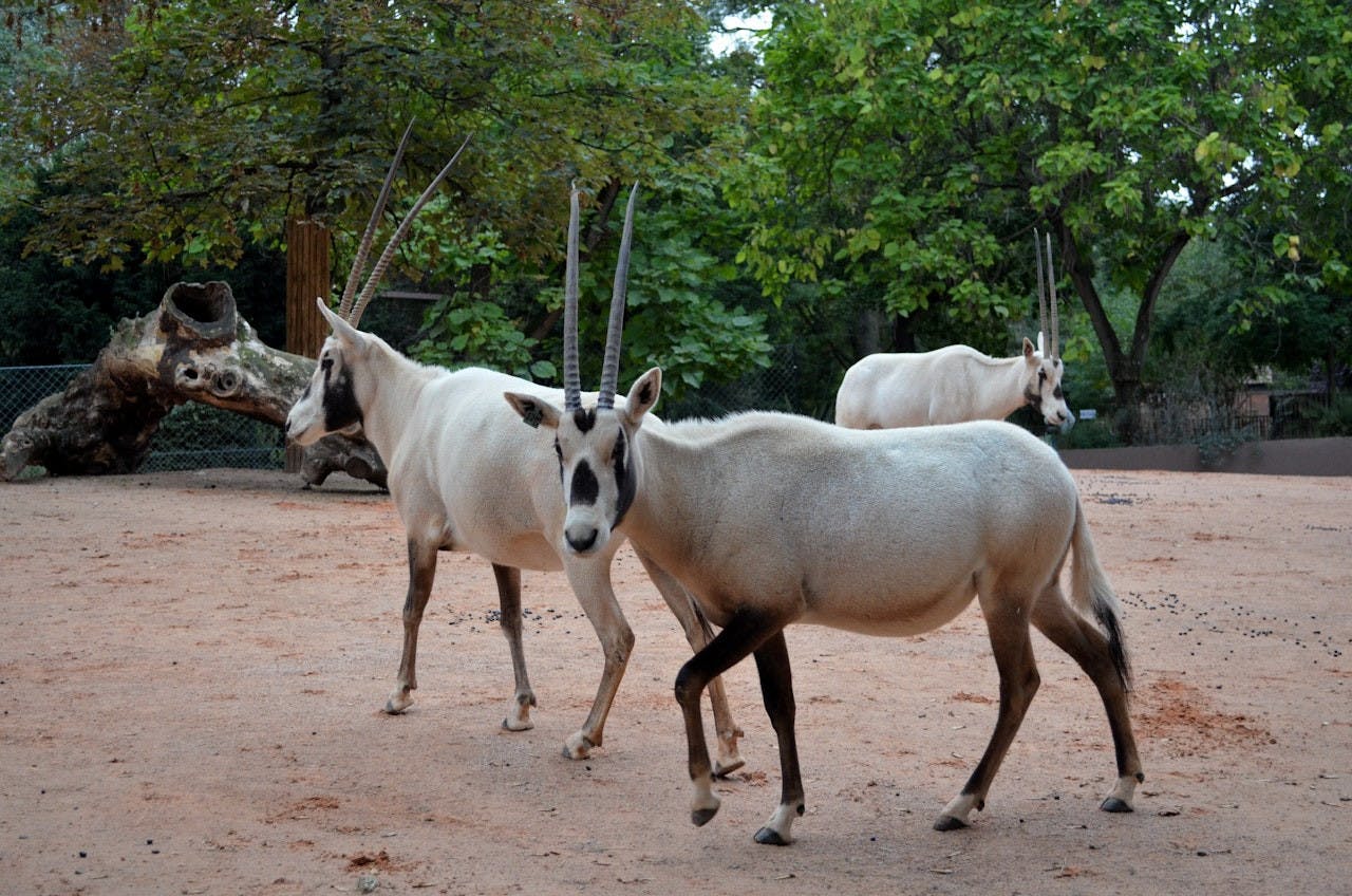 Ménagerie, Zoo of the Jardin des Plantes Price
