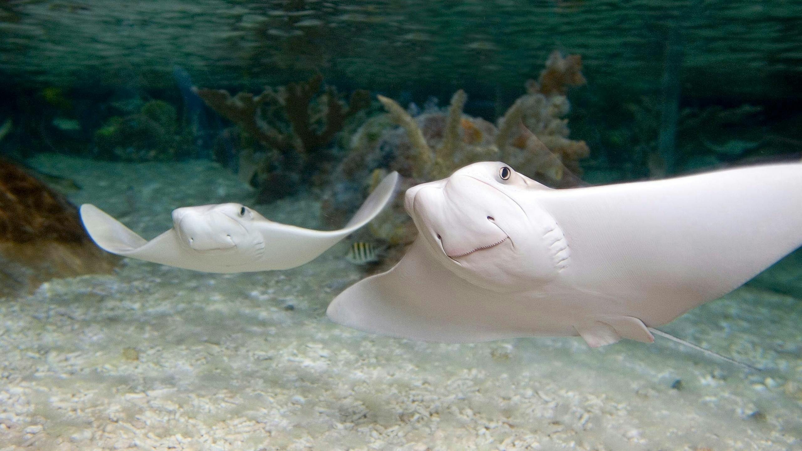 SEA LIFE Paris Aquarium Ticket Ticket