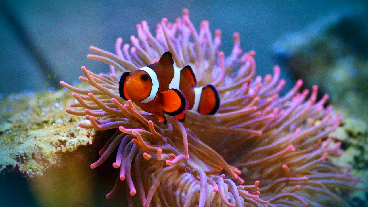 SEA LIFE Paris Aquarium Ticket Discount