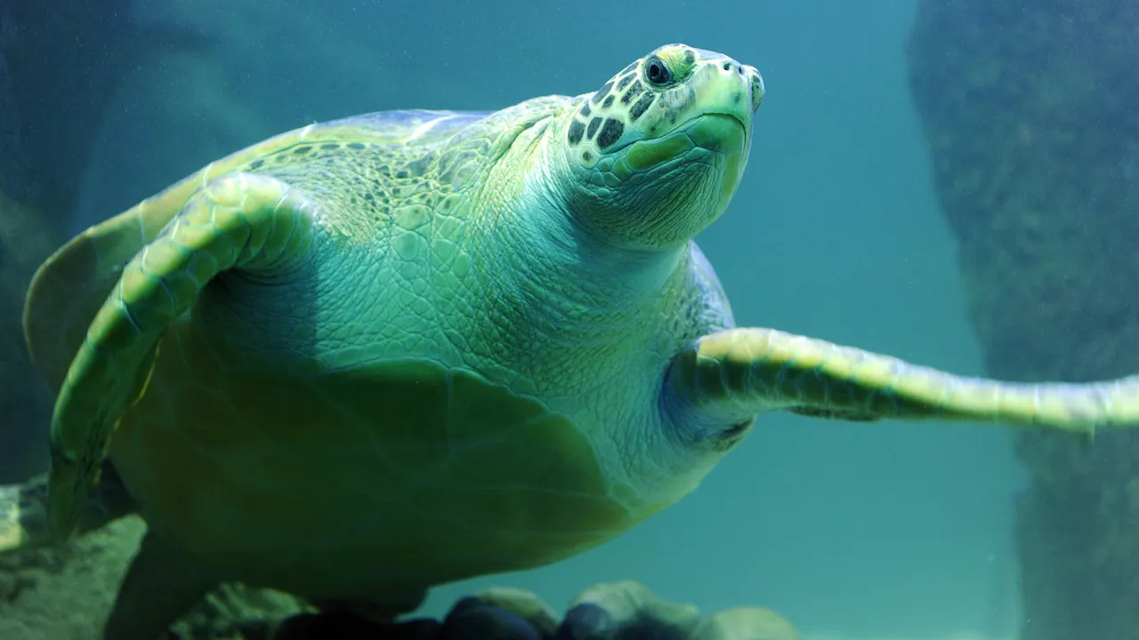 SEA LIFE Paris Aquarium Ticket Review