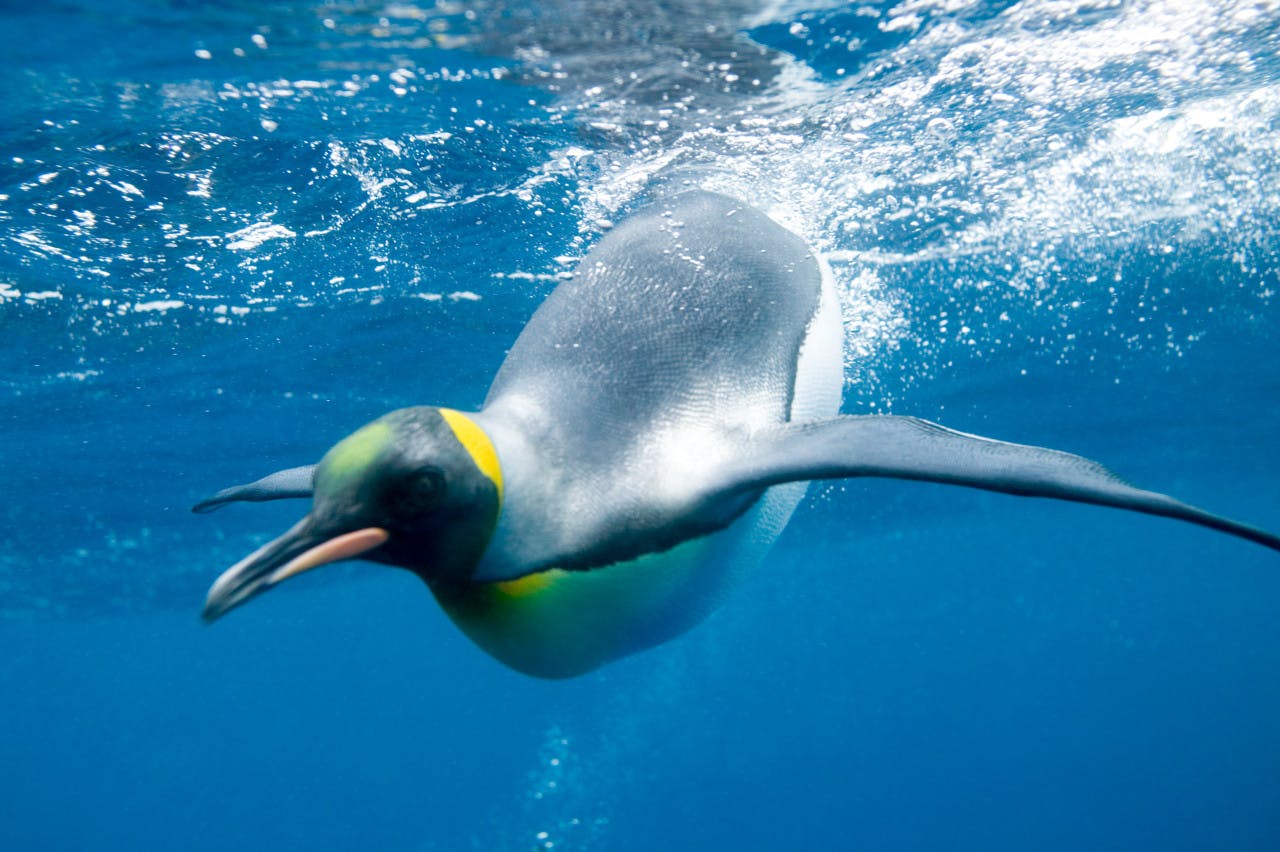 SEA LIFE Paris Aquarium Ticket