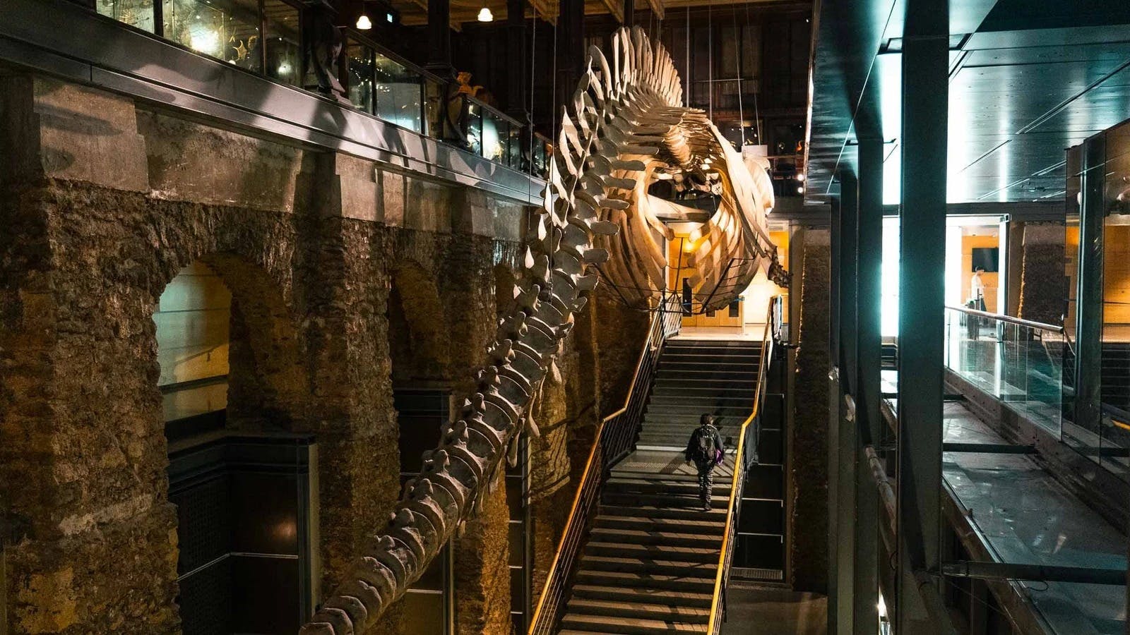 Gallery of Evolution: Skip The Line 