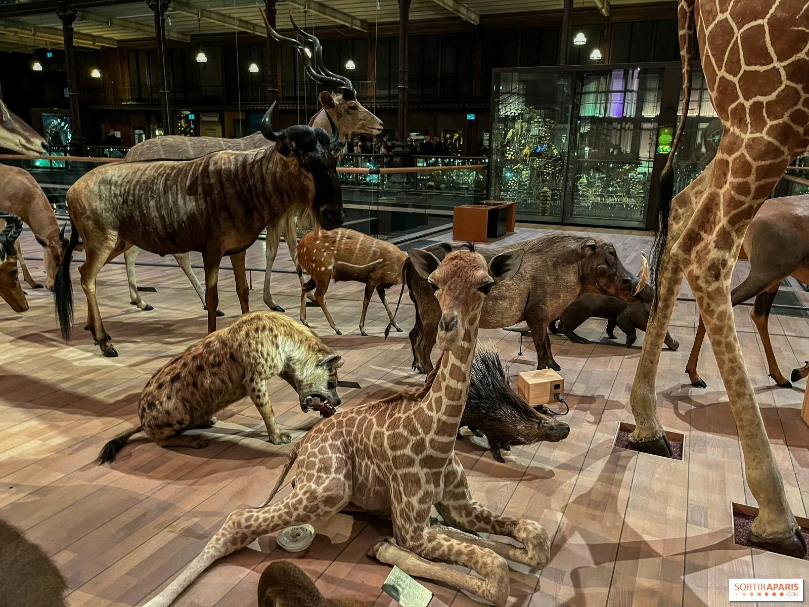 Gallery of Evolution: Skip The Line Category