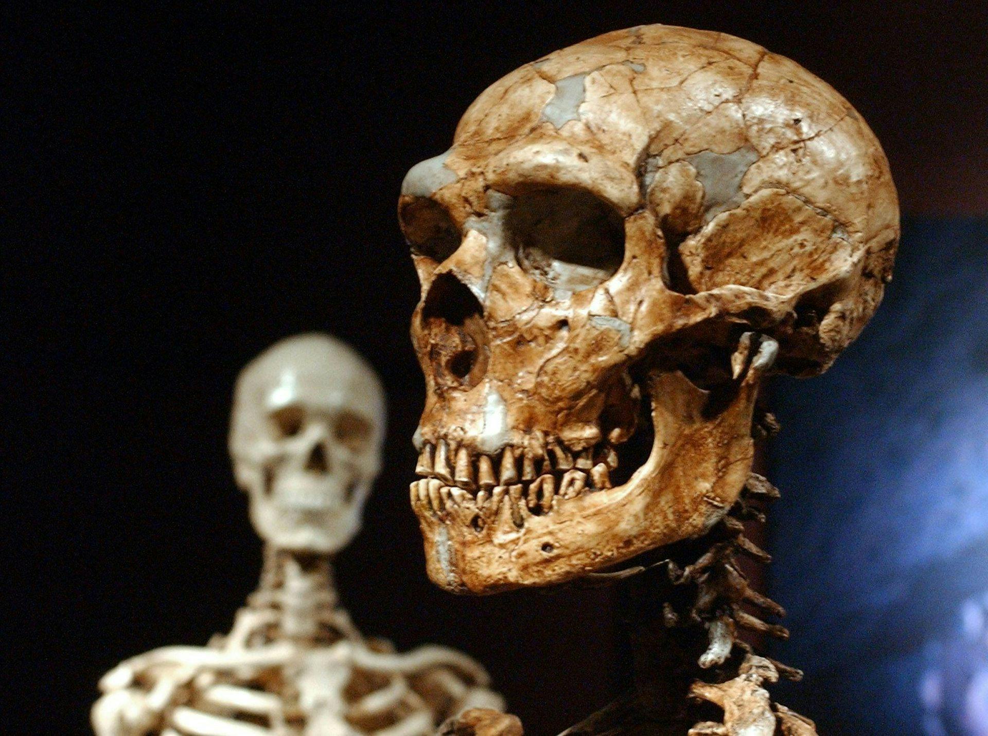 Gallery of Evolution: Skip The Line Discount