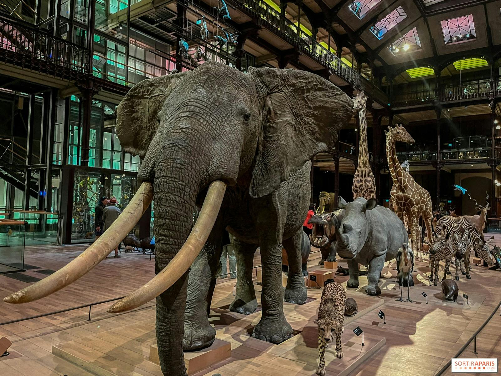 Gallery of Evolution: Skip The Line Location
