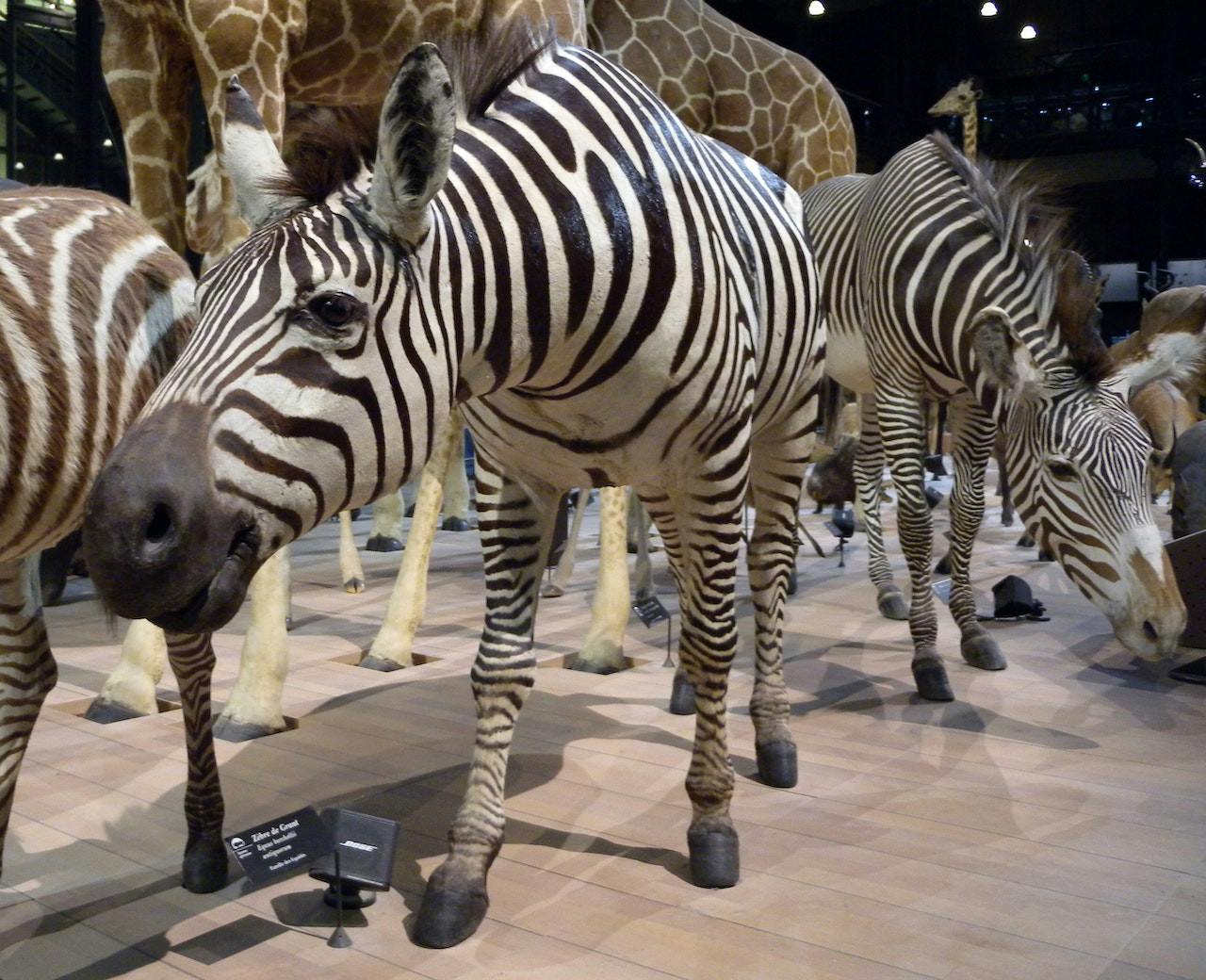 Grande Galerie de l'Évolution: Skip The Line Discount