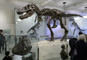 American Museum of Natural History Ticket + Madame Tussauds