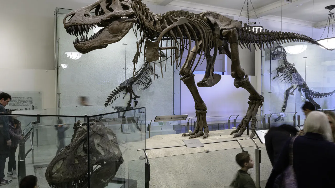 American Museum of Natural History Ticket + Madame Tussauds