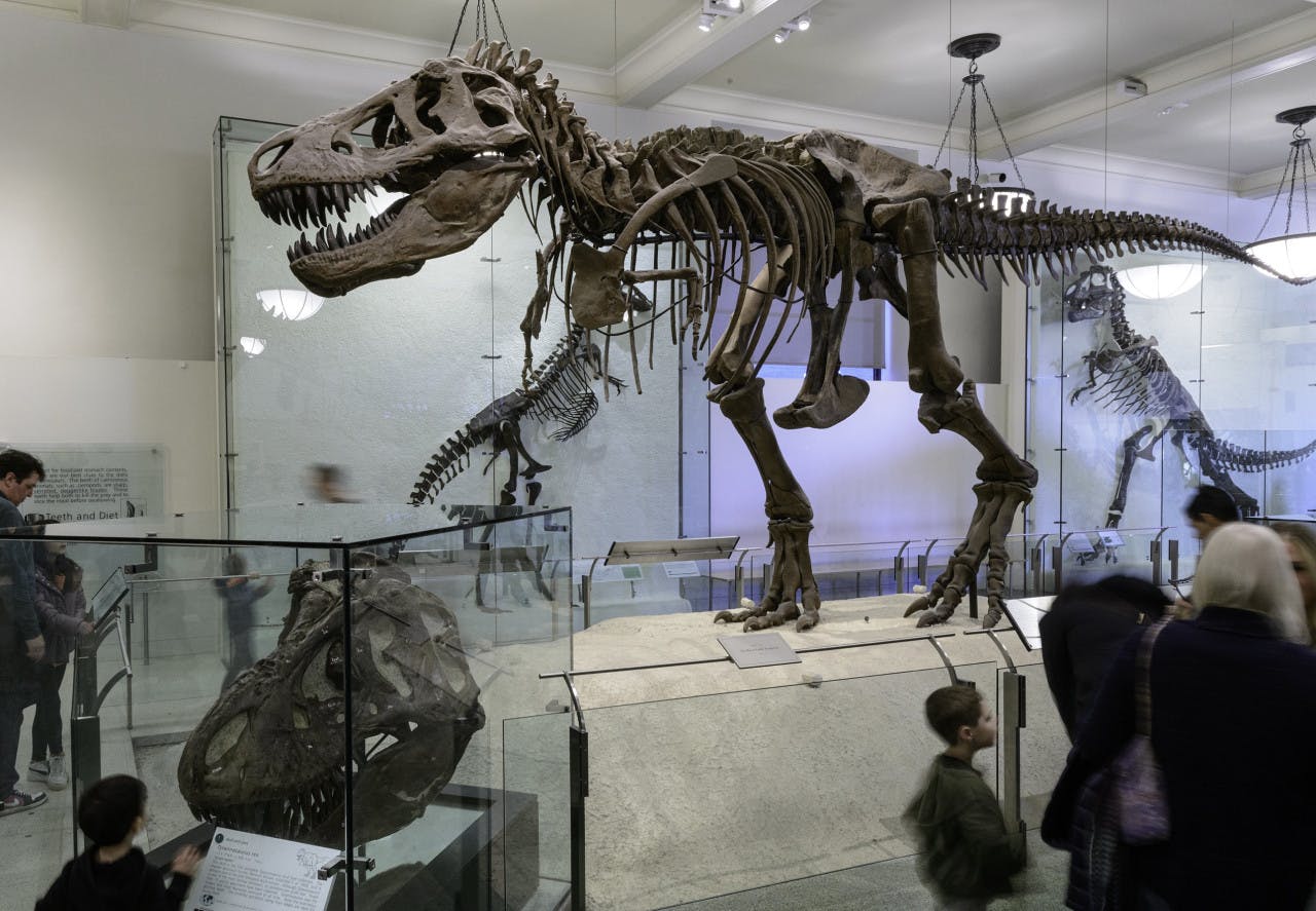 American Museum of Natural History Ticket + The Museum of Modern Art