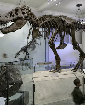 American Museum of Natural History Ticket + The Museum of Modern Art