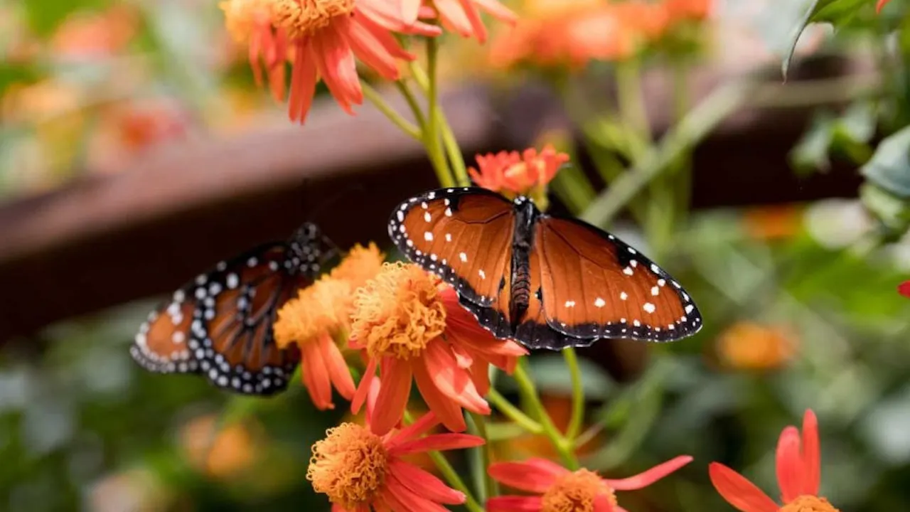 Universal Studios Hollywood + Natural History Museum Category