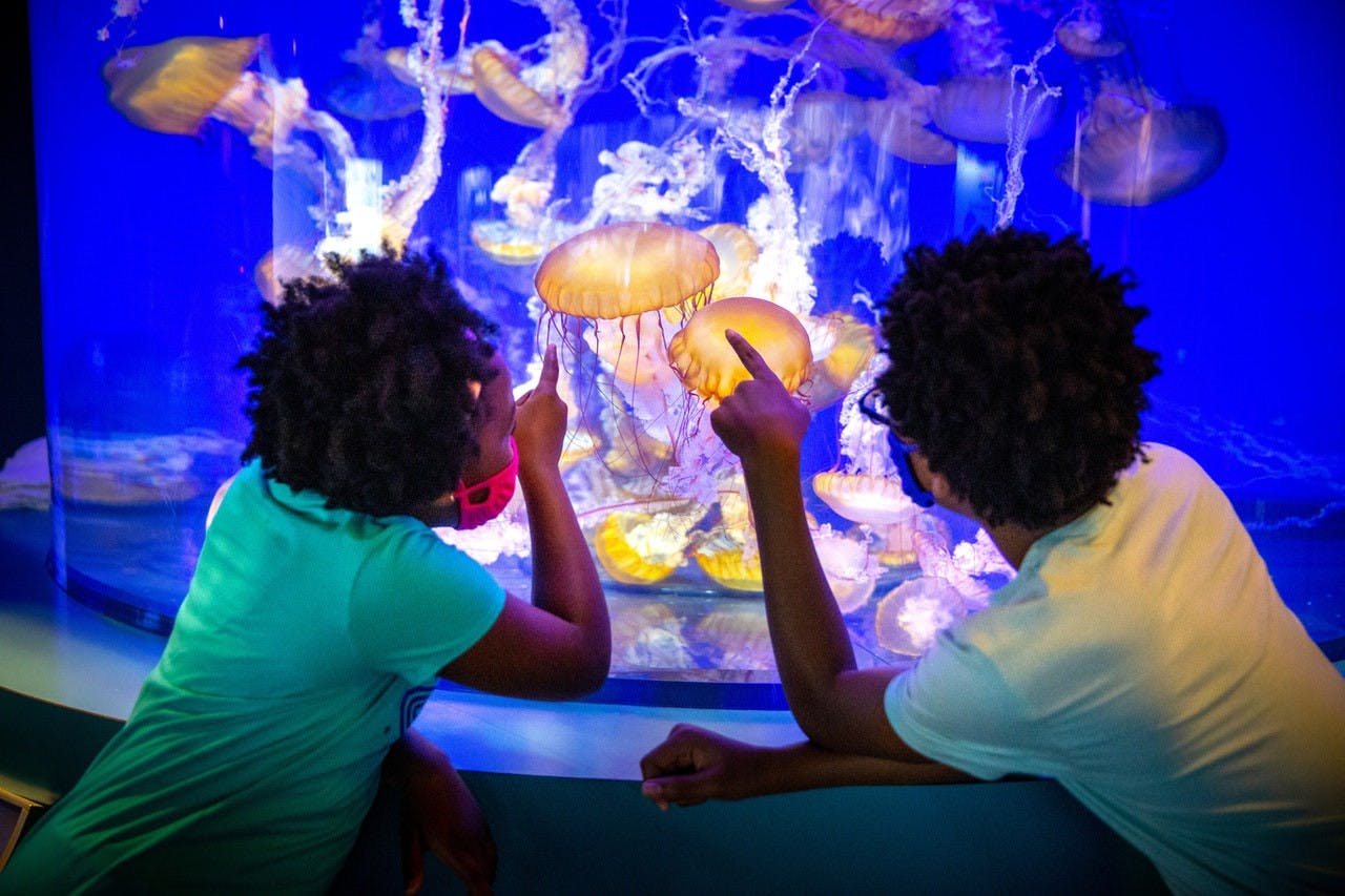 Aquarium of the Pacific Ticket + Battleship IOWA Museum