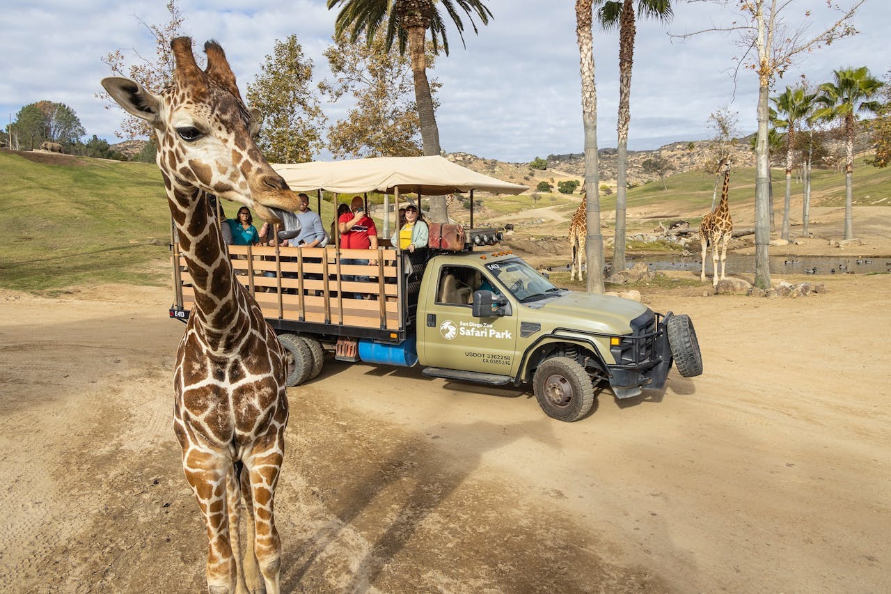 LEGOLAND California Ticket + San Diego Zoo Safari Park Review