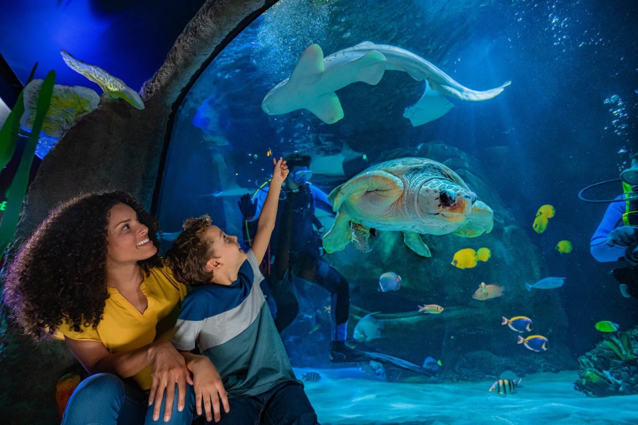 LEGOLAND Florida + SEA LIFE Orlando 